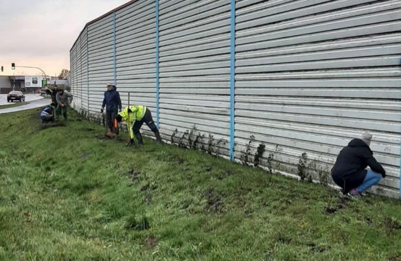 Pflanzaktion_Laermschutzwall